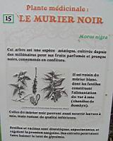 P15 - Murier noir.jpg